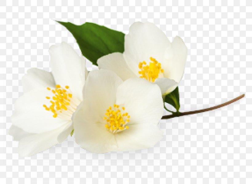 Flower White Jasmine Plant, PNG, 800x600px, Flower, Camellia, Flowering Plant, Jasmine, Ornamental Plant Download Free