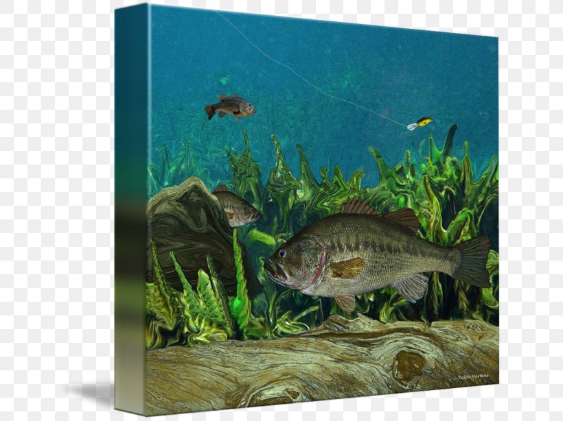 Largemouth Bass Ecosystem Fishing Marine Biology, PNG, 650x614px, Largemouth Bass, Aquarium, Aquarium Decor, Aquariums, Aquatic Animal Download Free