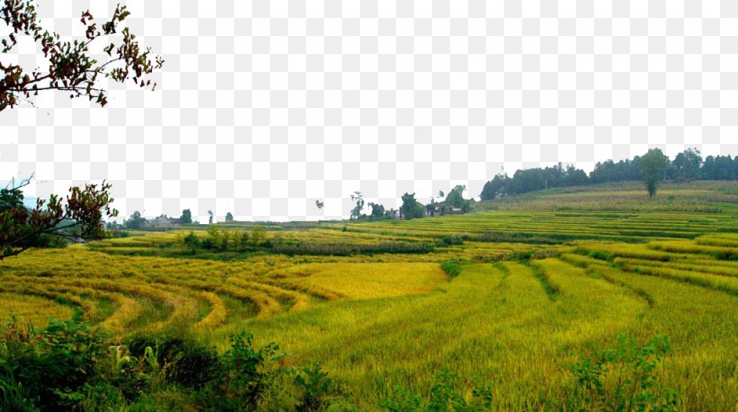 Paddy Field Oryza Sativa, PNG, 1024x572px, Paddy Field, Agriculture, Crop, Farm, Field Download Free