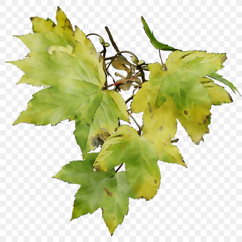 Twig Grapevines Grape Leaves Leaf Plant Stem, PNG, 1280x1280px, Twig, Black Maple, Flower, Flowering Plant, Grape Leaves Download Free
