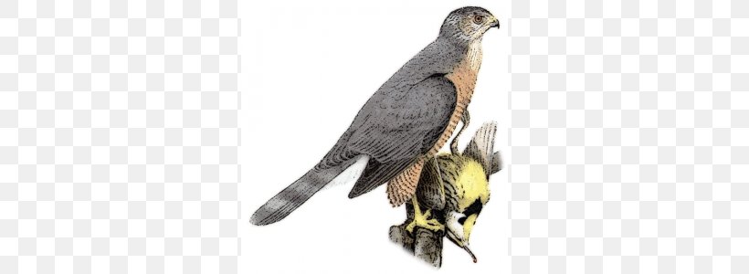 Coopers Hawk Sharp-shinned Hawk Northern Goshawk Bird, PNG, 292x300px, Coopers Hawk, Accipiter, Accipitridae, Accipitriformes, Beak Download Free