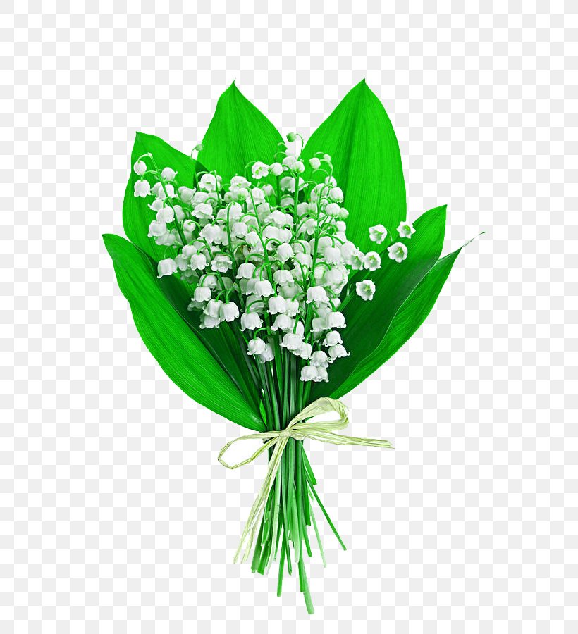 Lily Of The Valley Flower Bouquet Stock Photography Lilium, PNG, 599x900px, Lily Of The Valley, Arumlily, Bulb, Can Stock Photo, Cut Flowers Download Free