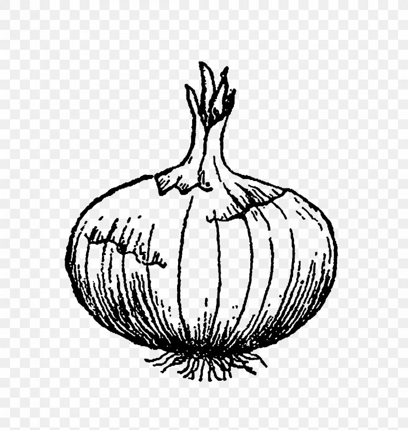 Line Art Drawing Vegetable Onion Clip Art, PNG, 1200x1266px, Line Art, Artwork, Beetroot, Black And White, Digital Illustration Download Free