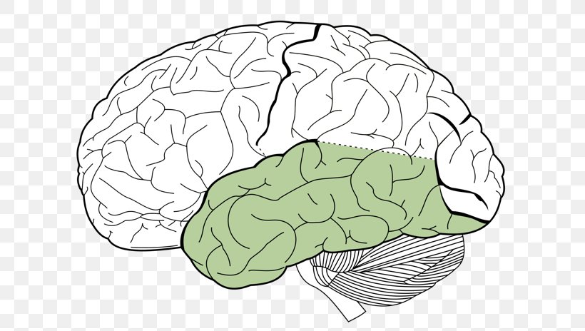 Lobes Of The Brain Parietal Lobe Frontal Lobe Occipital Lobe, PNG ...