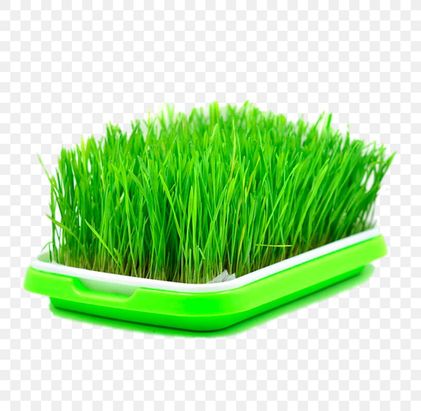 Seed Wheatgrass Sowing Sprouting, PNG, 800x800px, Seed, Agriculture, Aliexpress, Commodity, Germination Download Free