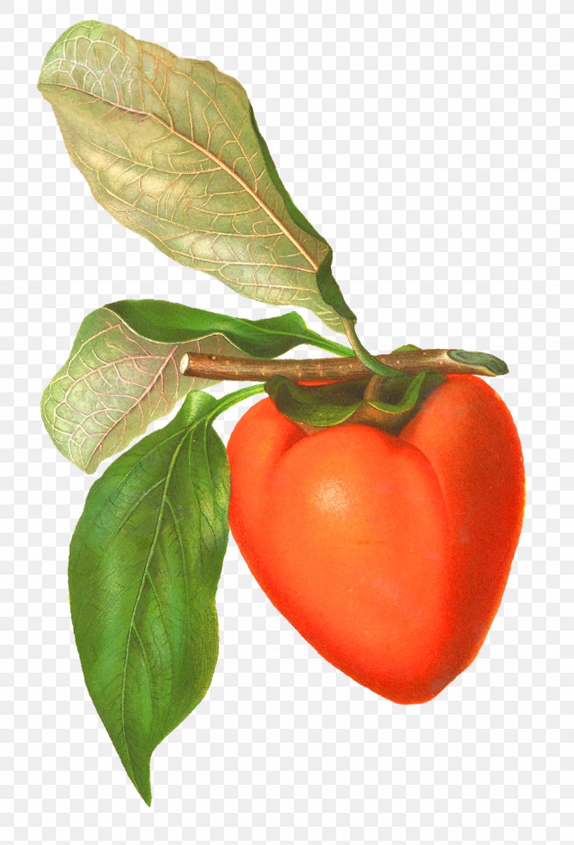 Tomato Food Persimmon Clip Art, PNG, 1087x1600px, Tomato, Acerola, Acerola Family, Apple, Art Download Free