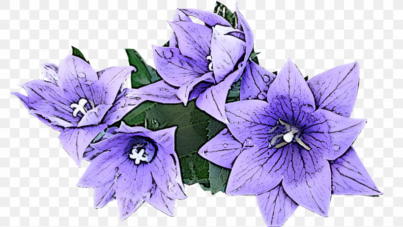Flower Balloon Flower Plant Purple Violet, PNG, 1280x720px, Flower, Balloon Flower, Bellflower, Bellflower Family, Petal Download Free