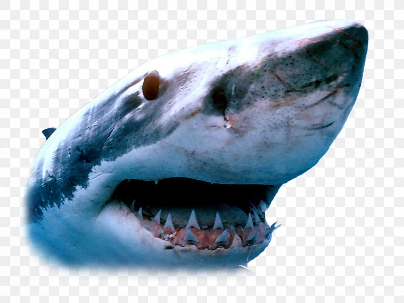 Great White Shark Whale Shark Isurus Oxyrinchus Swimming, PNG, 1200x900px, Shark, Animal, Aspect Ratio, Carcharodon, Cartilaginous Fish Download Free