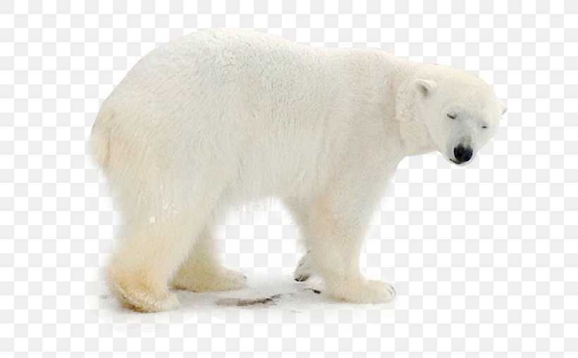 Polar Bear Animal, PNG, 714x509px, Watercolor, Cartoon, Flower, Frame, Heart Download Free