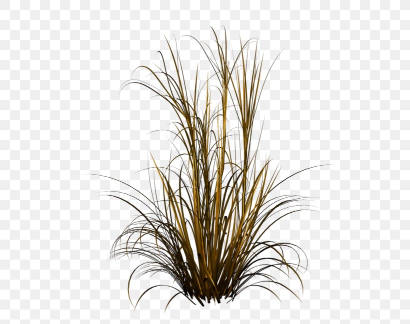 Chinese Fountain Grass Ornamental Grass, PNG, 515x649px, Chinese Fountain Grass, Commodity, Feather Reed Grass, Fountain Grass, Fountaingrasses Download Free
