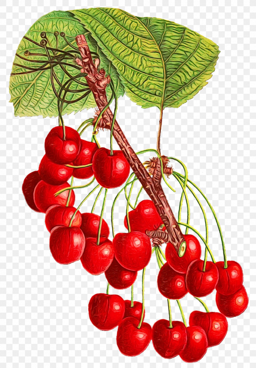 Cherry Berry Fruit Natural Foods Fruit, PNG, 1114x1600px, Watercolor, Berry, Berry Currant, Cherry, Currant Download Free