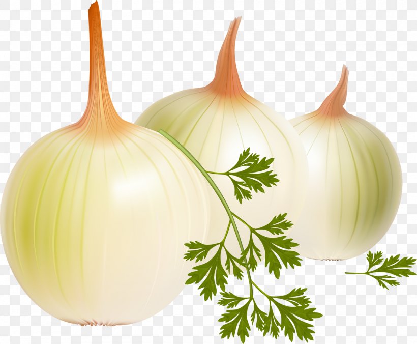 French Onion Soup Vegetable Yellow Onion Vector Graphics, PNG, 1500x1237px, Onion, Cooking, Food, French Onion Soup, Fruit Download Free