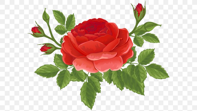 Garden Roses Centifolia Roses Floribunda Rosa Chinensis Clip Art, PNG, 600x464px, Garden Roses, Art, Bud, Centifolia Roses, China Rose Download Free