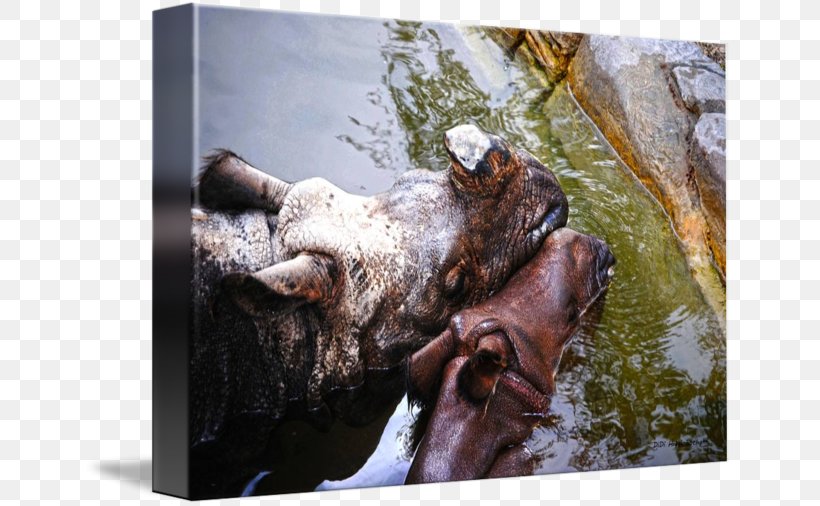 Hippopotamus Fauna Wildlife Snout, PNG, 650x506px, Hippopotamus, Fauna, Snout, Wildlife Download Free