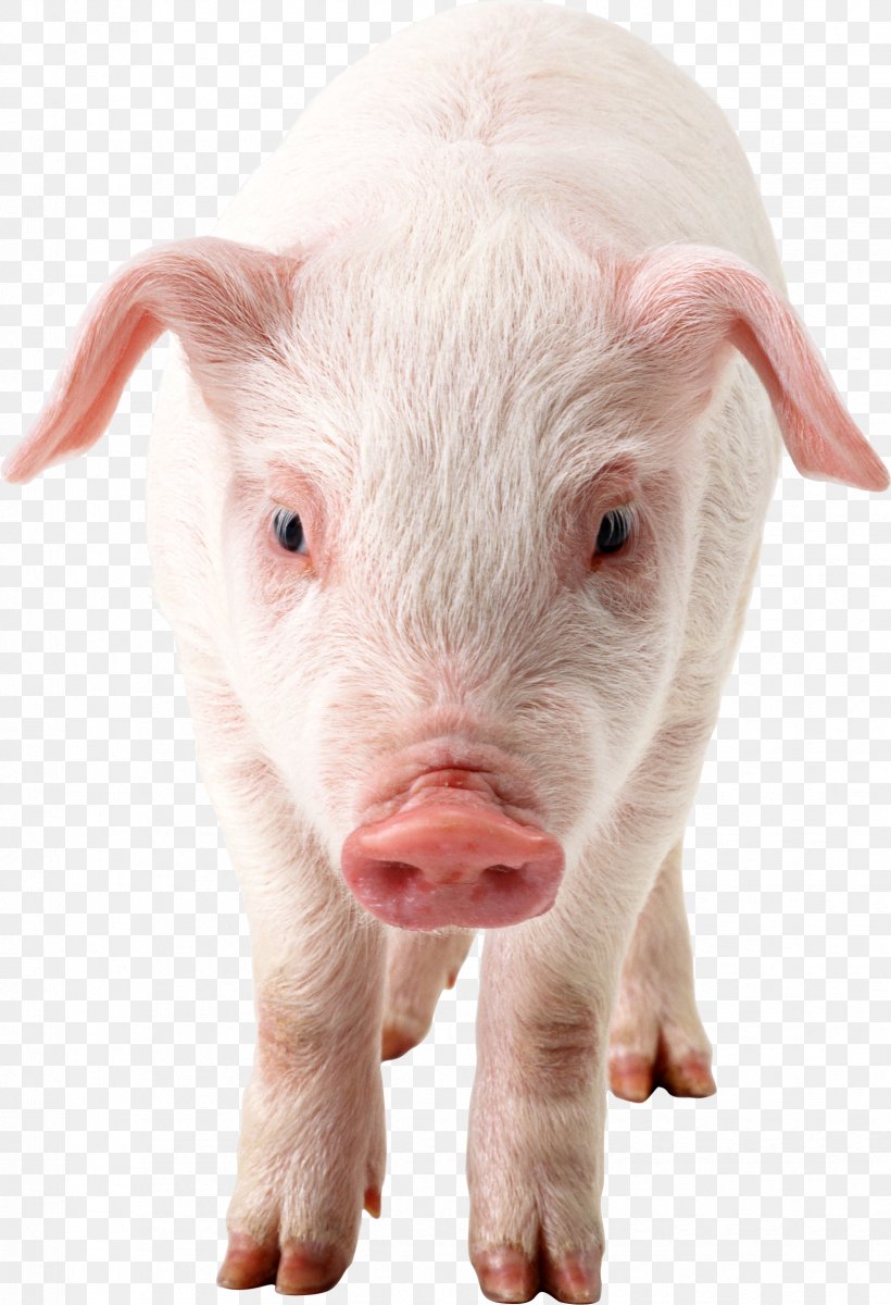 Domestic Pig Clip Art, PNG, 1658x2428px, Pig, Domestic Pig, Image File Formats, Livestock, Pig Like Mammal Download Free