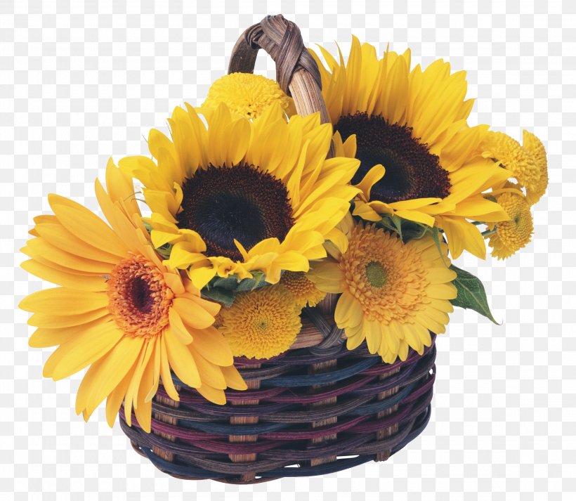 Greeting Internet, PNG, 2300x2002px, Greeting, Basket, Color, Cut Flowers, Daisy Family Download Free