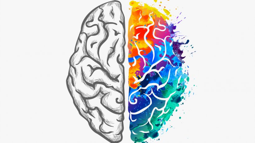 Human Brain Thought Creativity Cognitive Science, PNG, 1280x720px, Watercolor, Cartoon, Flower, Frame, Heart Download Free