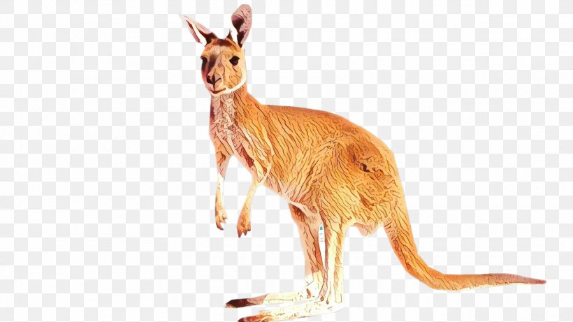 Kangaroo Macropods Terrestrial Animal Tail, PNG, 1919x1080px, Kangaroo, Animal, Dhgatecom, Fauna, Macropodidae Download Free