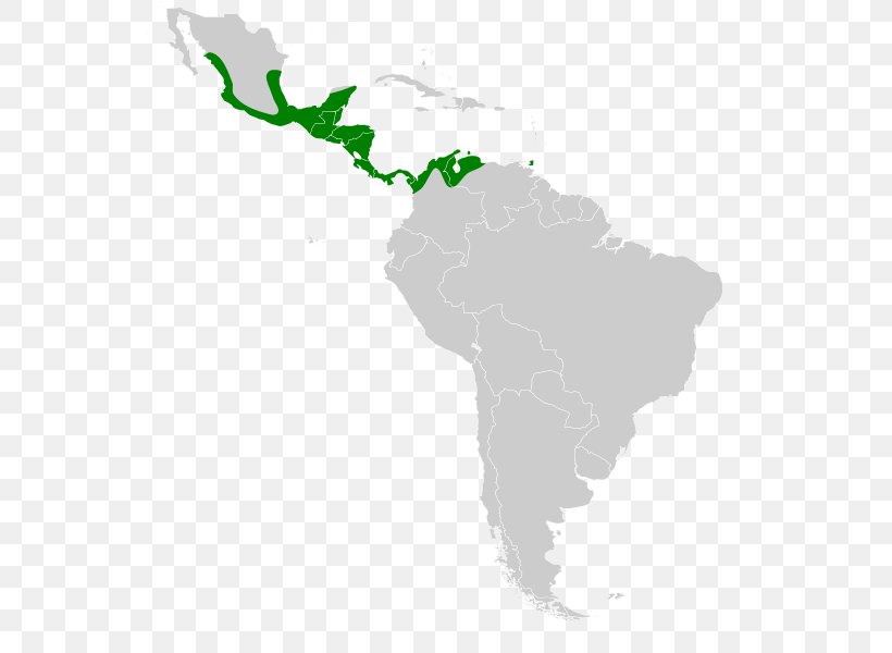 Latin America South America Central America Caribbean United States, PNG, 555x600px, Latin America, Americas, Caribbean, Central America, Geography Download Free