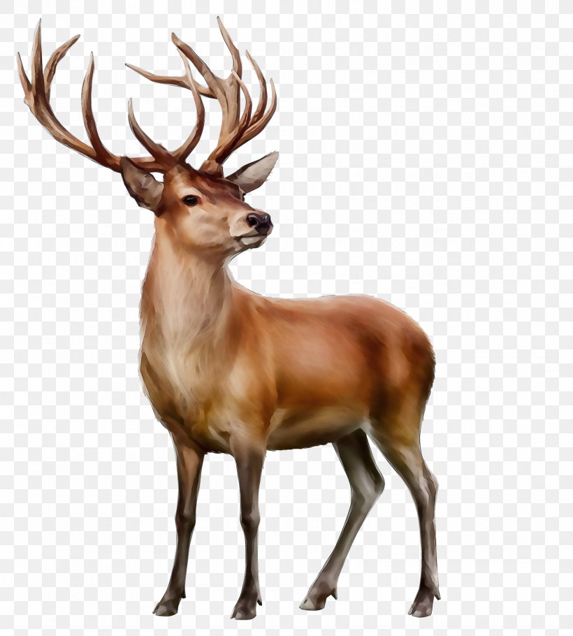 Watercolor Cartoon, PNG, 1802x2000px, Watercolor, Antler, Deer, Elk, Fawn Download Free