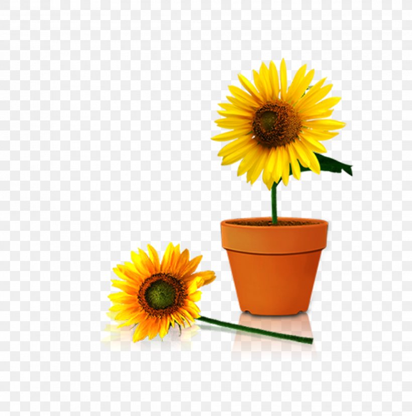 Common Sunflower Flowerpot Vase, PNG, 1962x1984px, Common Sunflower, Bonsai, Crock, Cup, Daisy Download Free