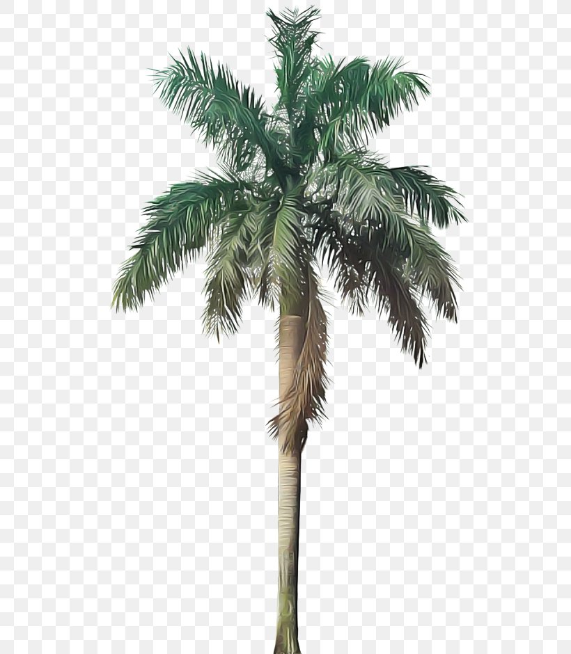Palm Tree, PNG, 547x940px, Tree, Arecales, Borassus Flabellifer, Coconut, Desert Palm Download Free