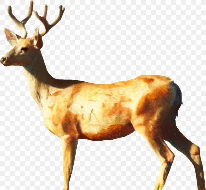 White-tailed Deer Roe Deer Red Deer Clip Art, PNG, 1649x1520px, Deer, Antelope, Antler, Chamois, Chital Download Free