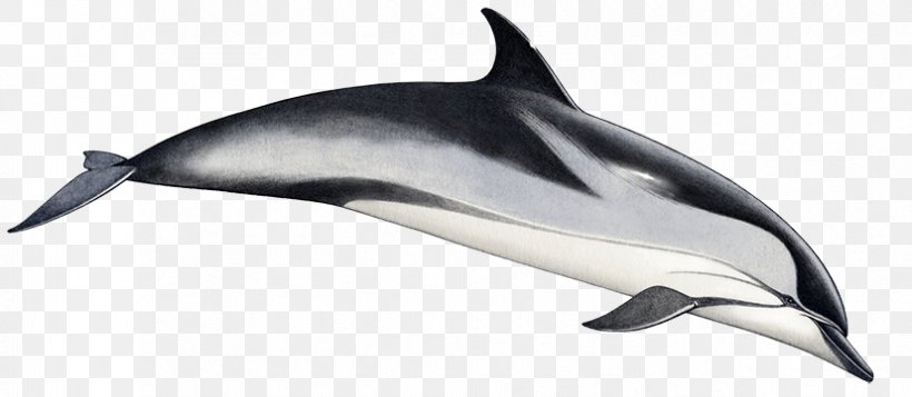 Common Bottlenose Dolphin Short-beaked Common Dolphin Striped Dolphin Tucuxi Rough-toothed Dolphin, PNG, 827x361px, Common Bottlenose Dolphin, Animal Figure, Bottlenose Dolphin, Cetacea, Dolphin Download Free