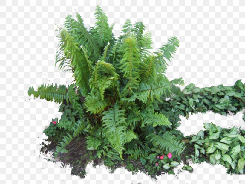 Fern Vascular Plant Rendering, PNG, 900x675px, Fern, Conifer, Evergreen, Ferns And Horsetails, Fir Download Free
