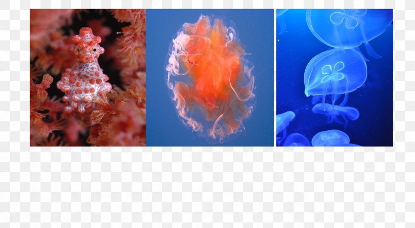 Jellyfish Pygmy Seahorse Marine Biology, PNG, 1352x744px, Jellyfish, Biology, Cnidaria, Invertebrate, Marine Biology Download Free