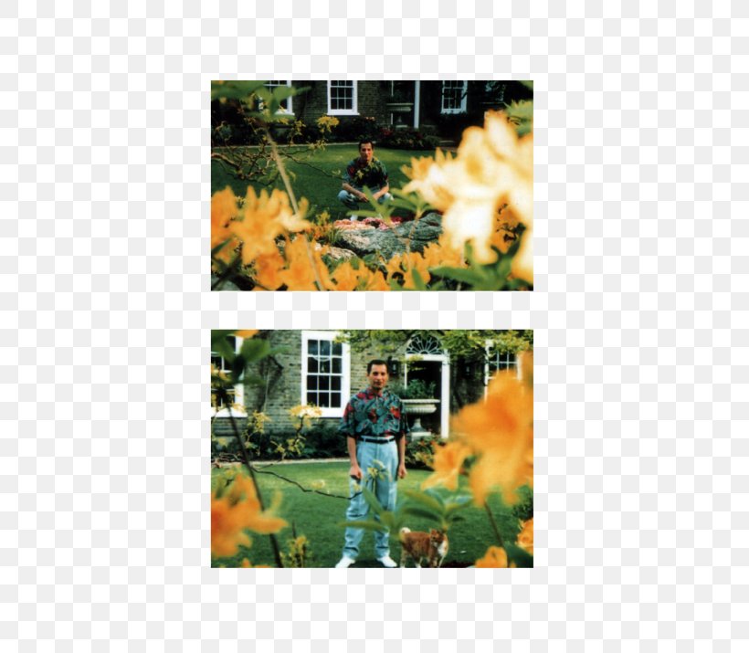 Lawn Recreation Leaf Tree Freddie Mercury, PNG, 500x715px, Lawn, Flora, Flower, Freddie Mercury, Grass Download Free