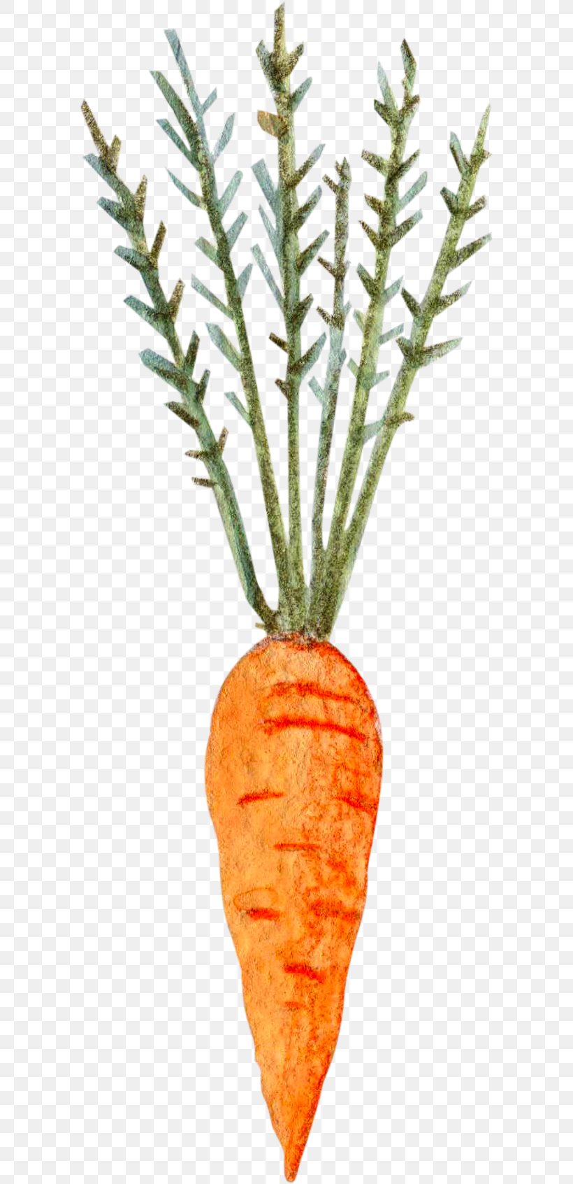 Carrot Vegetable, PNG, 594x1693px, Carrot, Branch, Daucus Carota, Flowerpot, Food Download Free