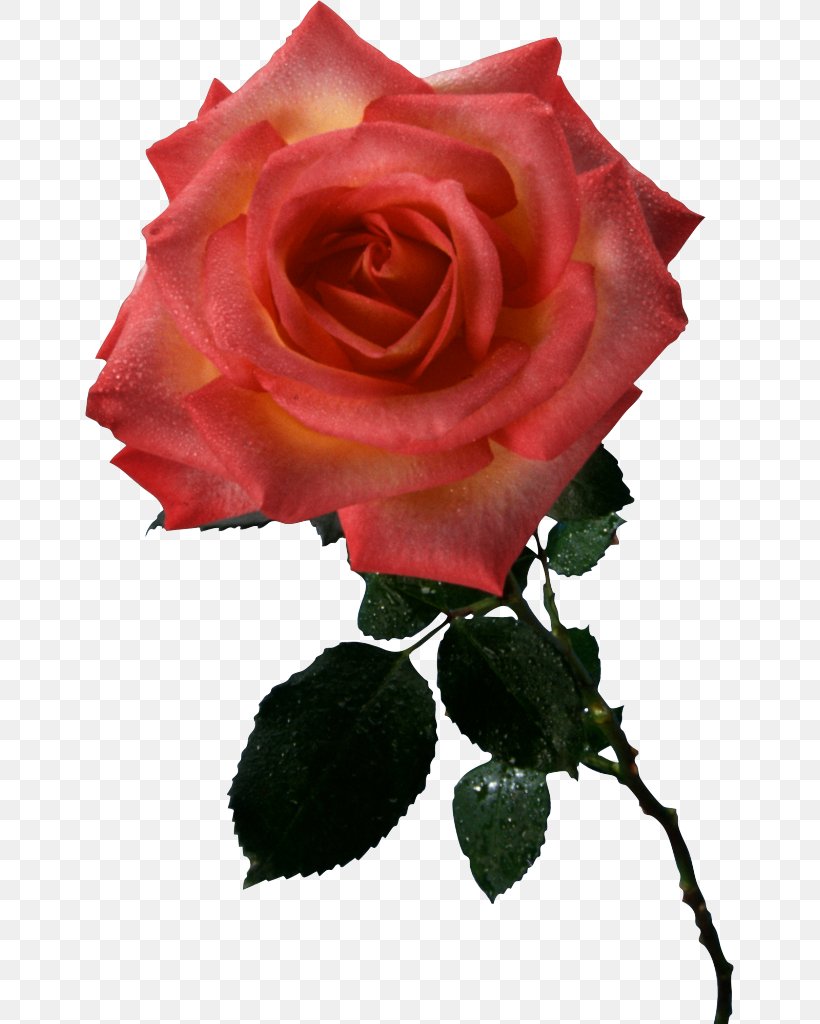 Garden Roses Cabbage Rose Floribunda Take Care Of Mama Cut Flowers, PNG, 649x1024px, Garden Roses, Cabbage Rose, Cd Baby, Cd Usa, China Rose Download Free