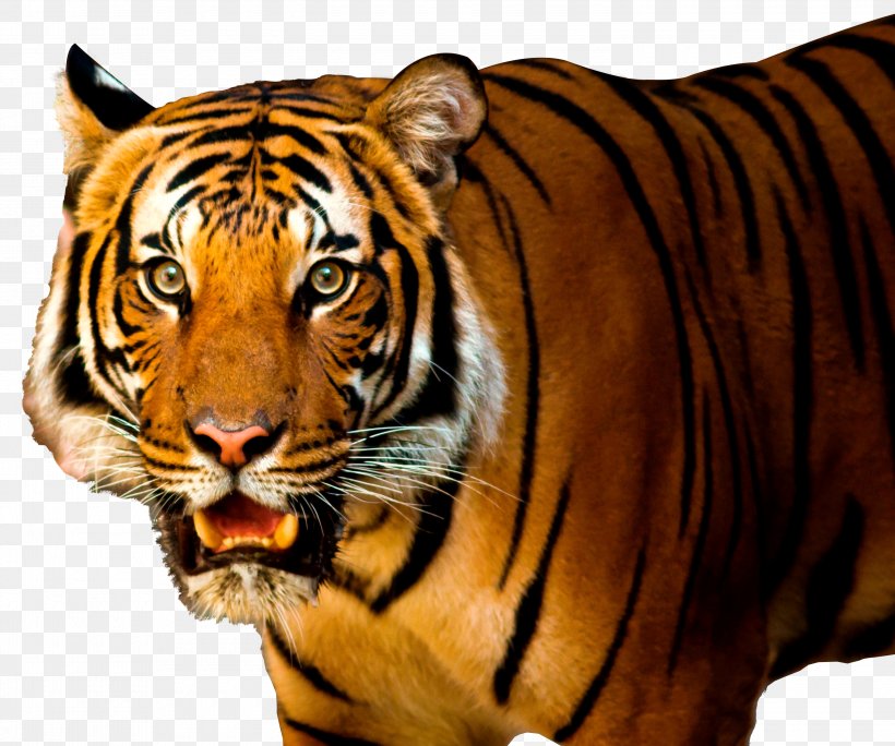 Lion Siberian Tiger Felidae, PNG, 3000x2506px, Jaguar, Bengal Tiger, Big Cat, Big Cats, Carnivoran Download Free