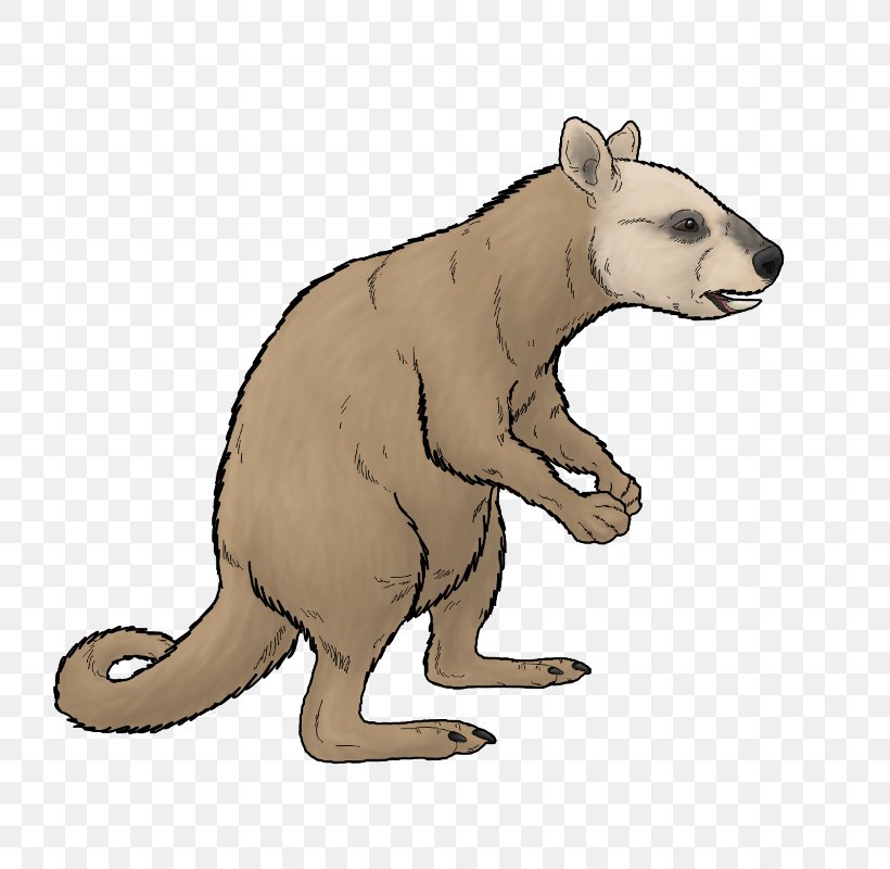 Bear Ekaltadeta Marsupial Rat Kangaroo, PNG, 800x800px, Bear, Animal, Animal Figure, Art, Balbaroo Fangaroo Download Free