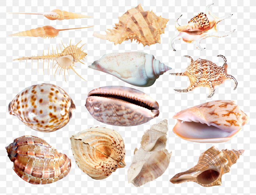 Cockle Seashell Conchology Veneroida Sea Snail, PNG, 2555x1948px, Cockle, Animal Source Foods, Clam, Clams Oysters Mussels And Scallops, Conch Download Free