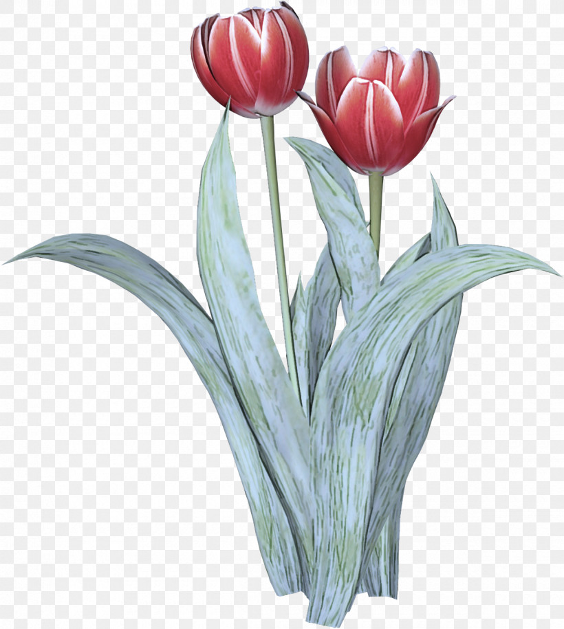 Flower Tulip Plant Cut Flowers Petal, PNG, 1200x1340px, Flower, Cut Flowers, Lily Family, Petal, Plant Download Free