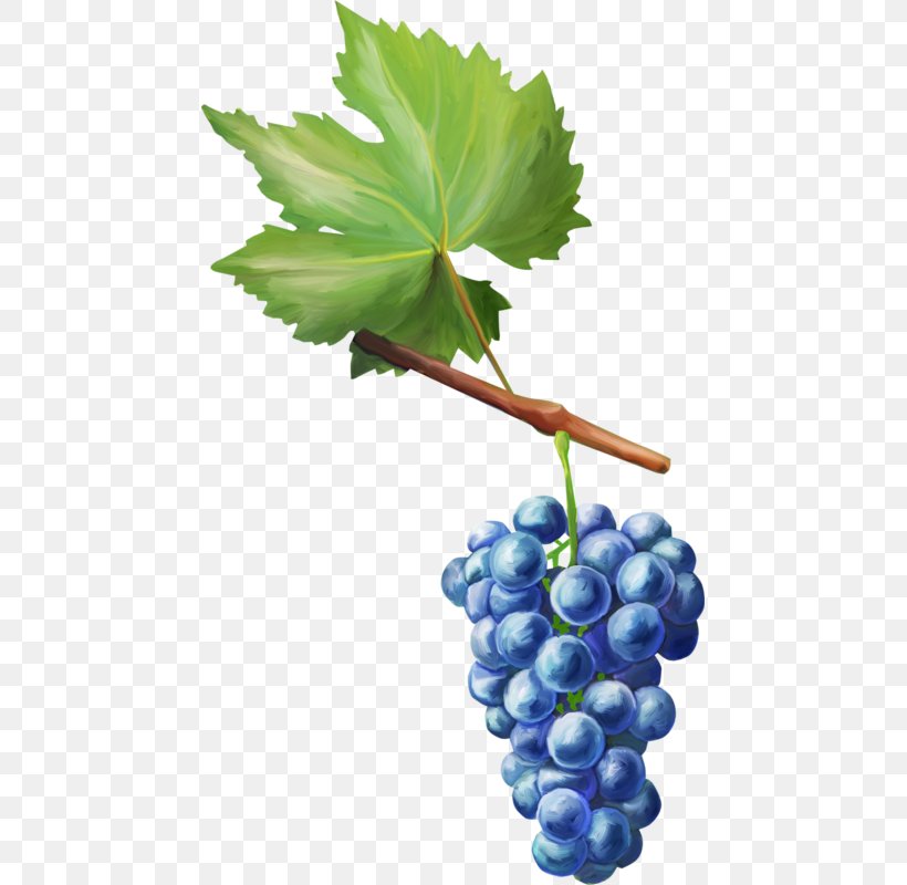 Grape Decoupage Fruit Auglis, PNG, 455x800px, Grape, Art, Auglis, Decoupage, Flowering Plant Download Free