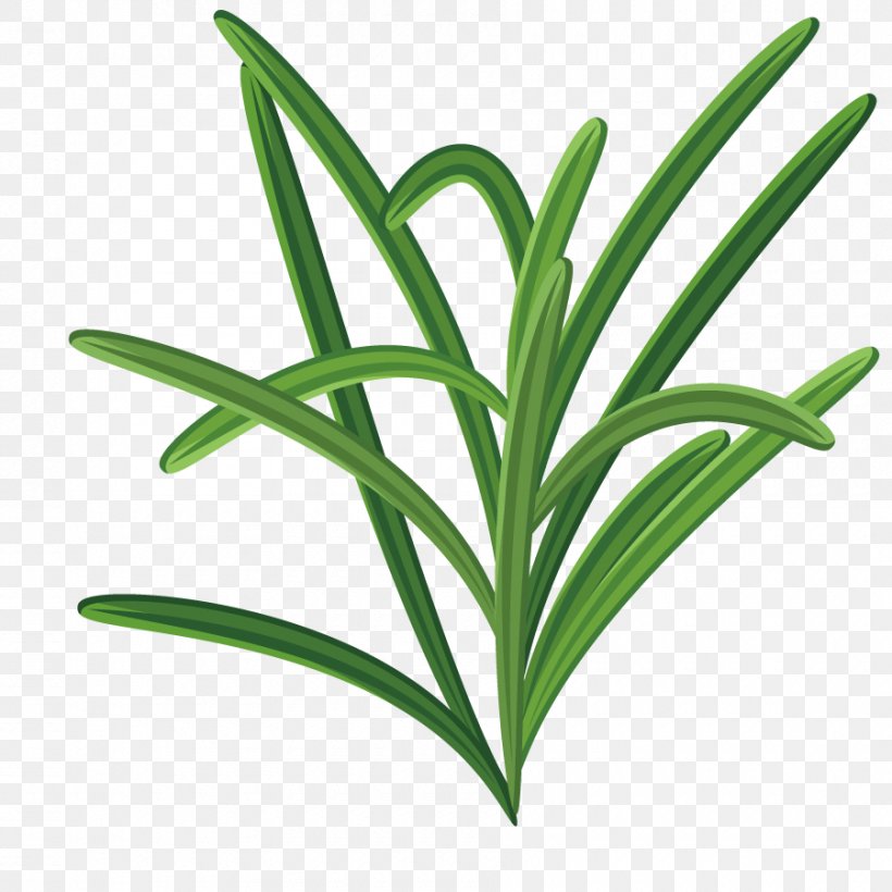 Leaf Herbaceous Plant, PNG, 900x900px, Leaf, Animation, Flower, Grass, Grass Family Download Free