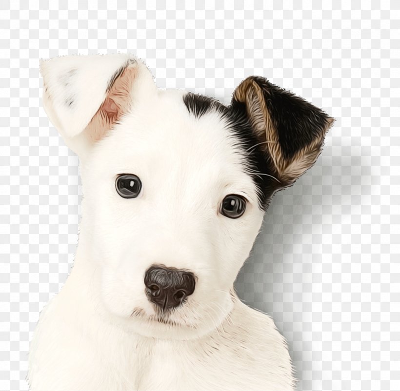 Rat Cartoon, PNG, 1354x1325px, Parson Russell Terrier, American Staffordshire Terrier, Breed, Companion Dog, Dog Download Free