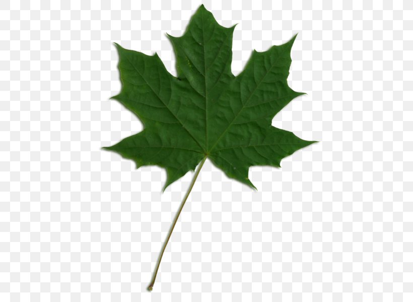 Sycamore Maple American Sycamore Maple Leaf Norway Maple, PNG, 503x599px, Sycamore Maple, American Sycamore, Canadian Silver Maple Leaf, Leaf, London Plane Download Free