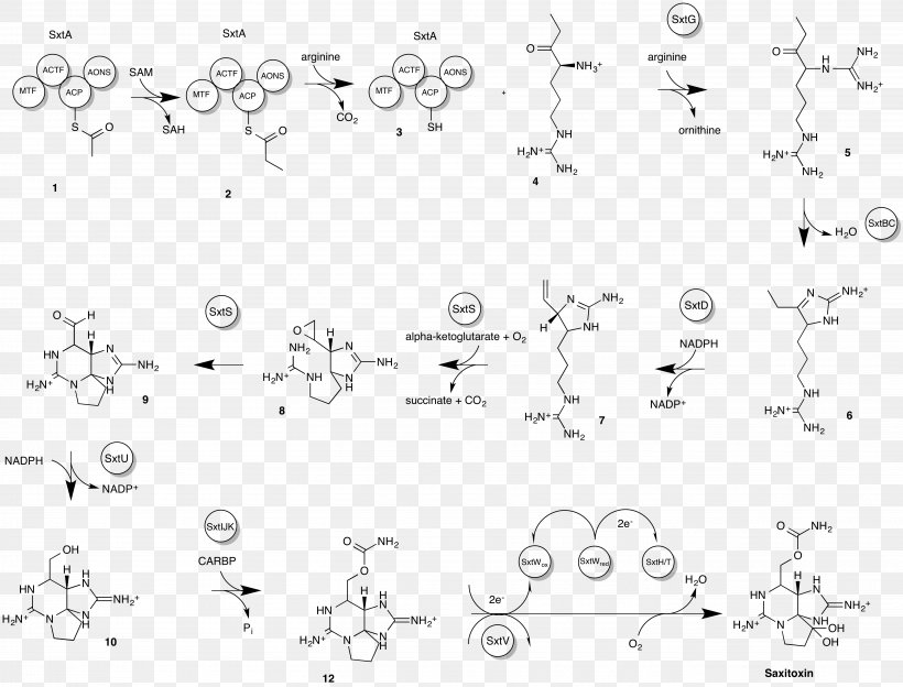 Saxitoxin Neurotoxin Paralytic Shellfish Poisoning Biosynthesis, PNG, 5467x4163px, Saxitoxin, Algae, Alkaloid, Area, Biosynthesis Download Free