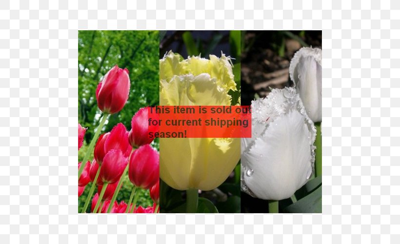 Tulip Bulb Floristry Petal Flower, PNG, 500x500px, Tulip, Bulb, Burgundy, Floristry, Flower Download Free