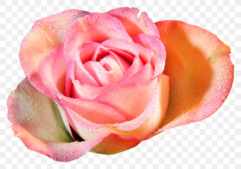 Garden Roses Flower Clip Art, PNG, 1086x765px, Garden Roses, Close Up, Cut Flowers, Digital Image, Floribunda Download Free