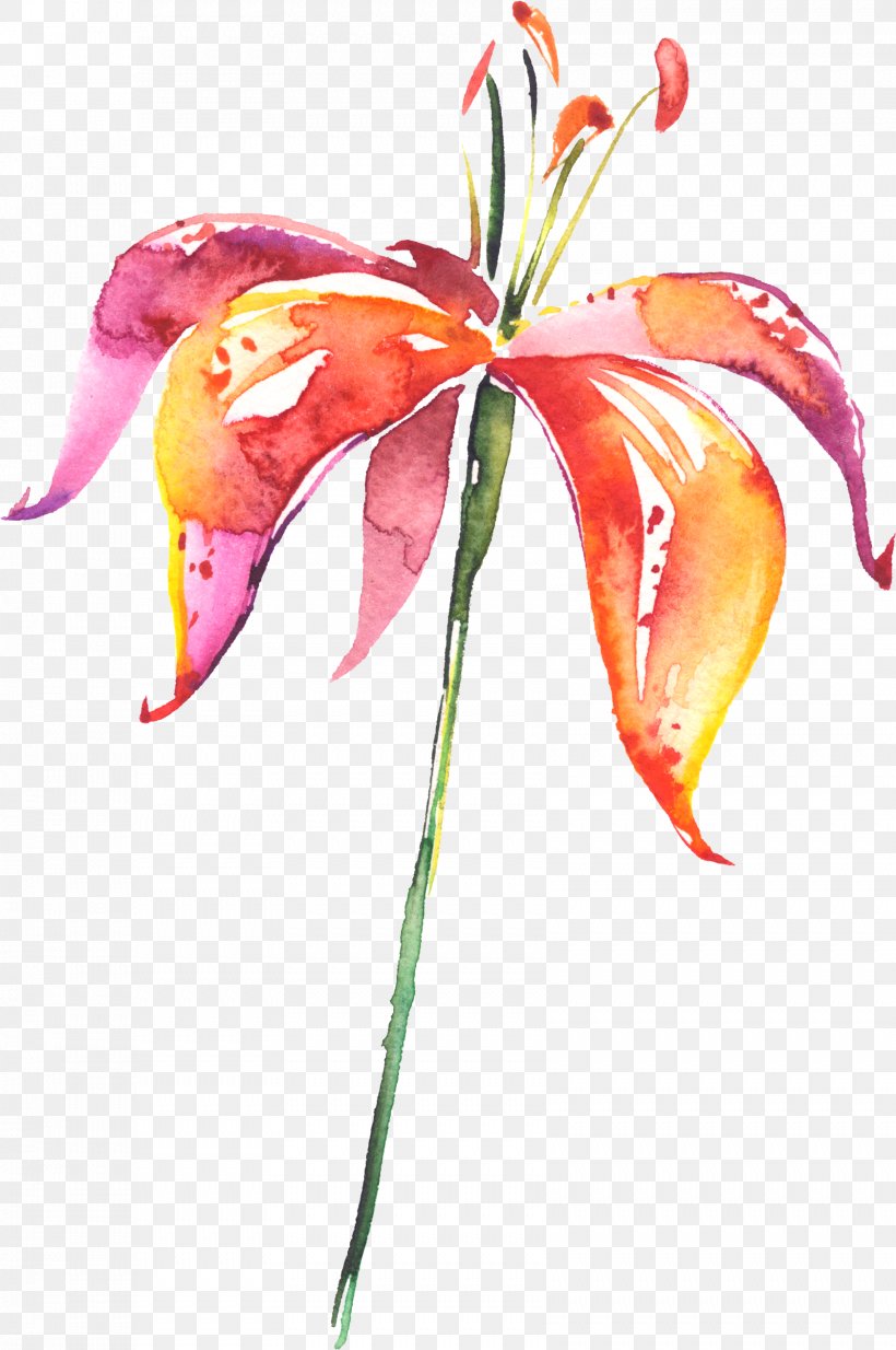 Lilium Flower Drawing Watercolor Painting, PNG, 1681x2530px, Lilium, Art, Cut Flowers, Drawing, Flora Download Free