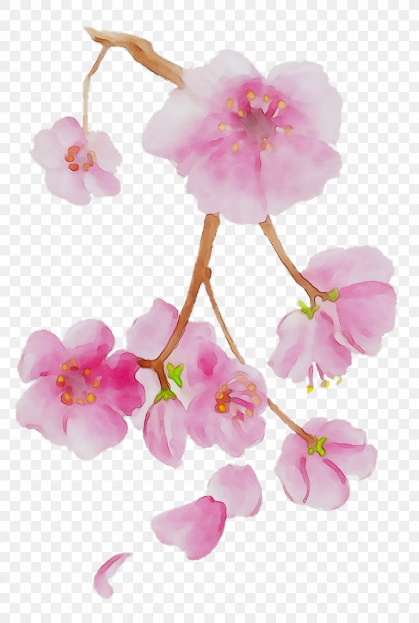 Moth Orchids ST.AU.150 MIN.V.UNC.NR AD Cherry Blossom Pink M, PNG, 992x1475px, Moth Orchids, Blossom, Branch, Cherries, Cherry Blossom Download Free