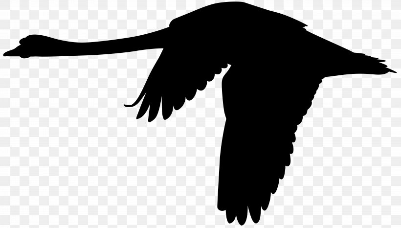 Mute Swan Flight Silhouette Clip Art, PNG, 8000x4556px, Goose, Anatidae, Beak, Bird, Black And White Download Free