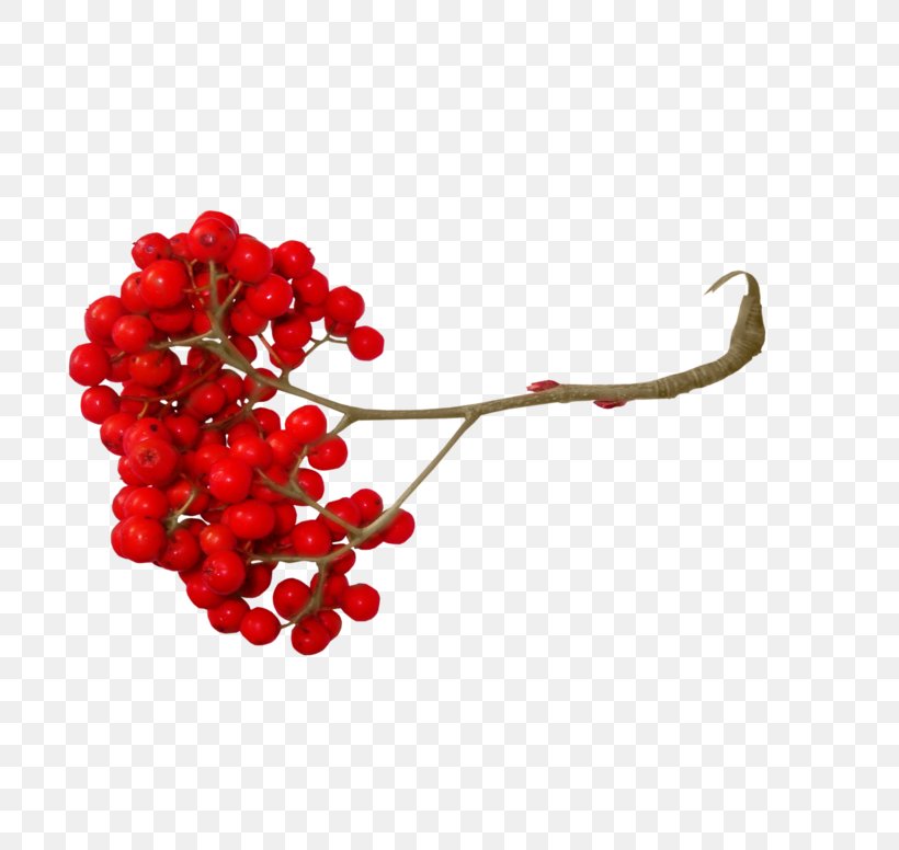 Mountain-ash Photography Ах, Эта Красная Рябина Clip Art, PNG, 800x776px, Mountainash, Berry, Body Jewelry, Digital Image, Drawing Download Free