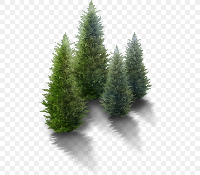 Desktop Wallpaper Clip Art Image High-definition Television, PNG, 500x718px, 4k Resolution, Highdefinition Television, Biome, Christmas Tree, Conifer Download Free