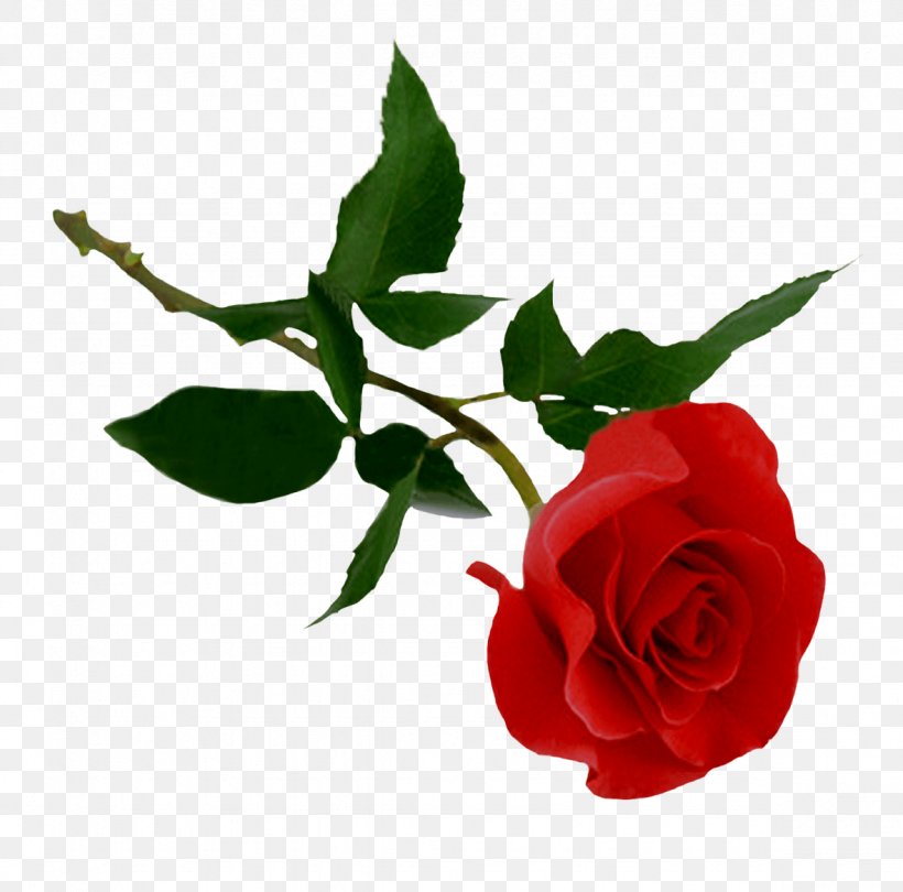 Rose, PNG, 1181x1167px, Rose, Cut Flowers, Display Resolution, Flora, Floral Design Download Free
